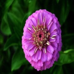 Karışık Bodur Yer Minesi Verbena Çiçeği Tohumu -100 Adet