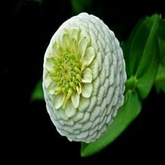 Beyaz Zinnia Kirli Hanım Çiçeği Tohumu -40 Adet
