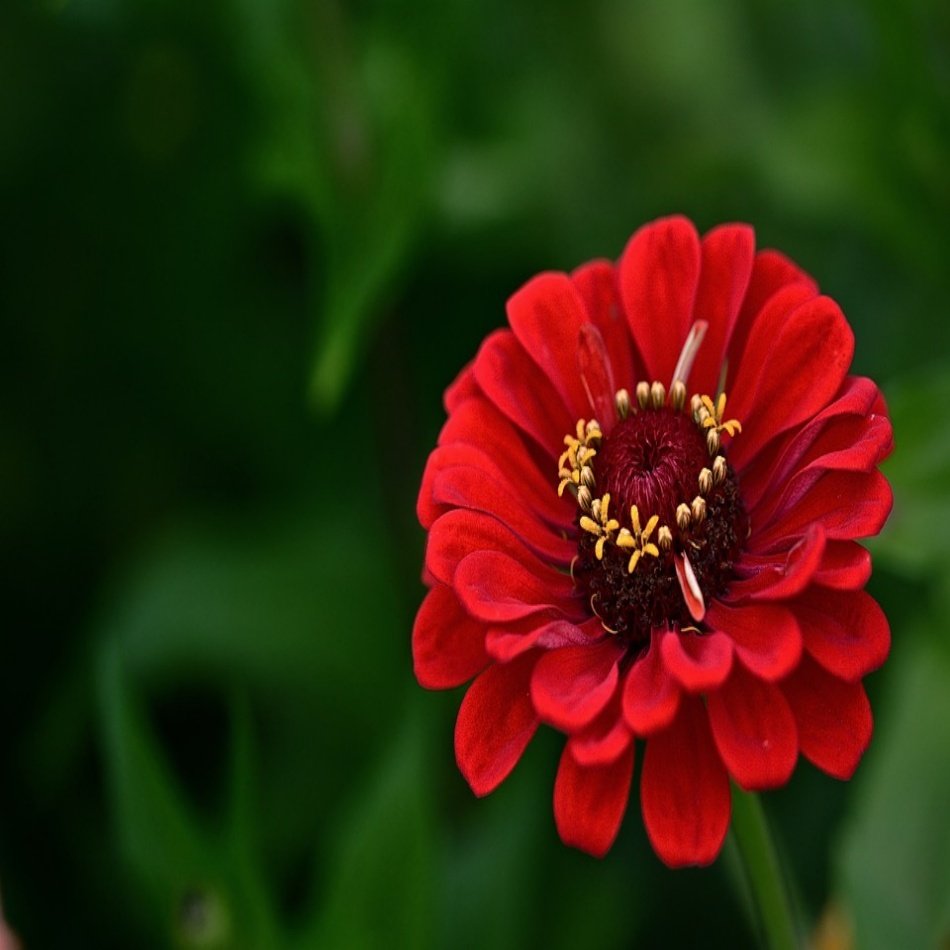 Kırmızı Zinnia Kirli Hanım Çiçeği Tohumu -40 Adet