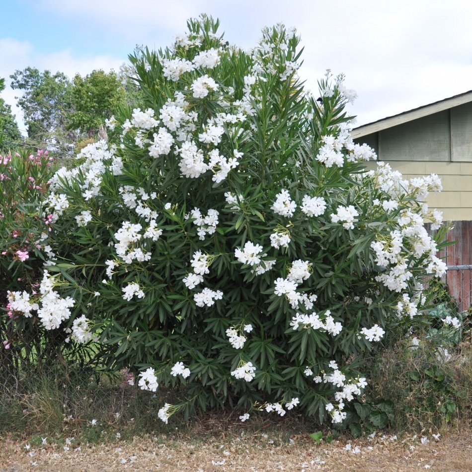 Tüplü Beyaz Çiçekli Zakkum Fidanı