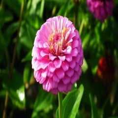 Pembe Zinnia Kirli Hanım Çiçeği Tohumu -40 Adet