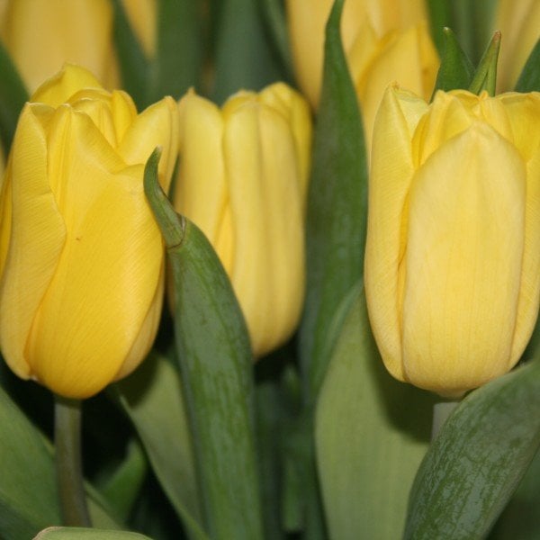 İri Kafa Yellow Yokohoma İthal Lale Soğanı (5 Soğan)
