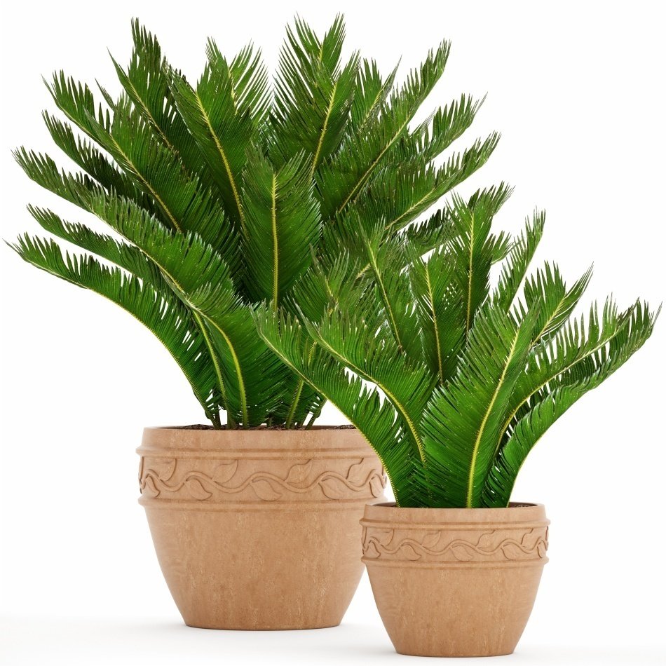 Saksıda Cycas Sikas Ağacı 5 Yaşlı