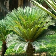 Saksıda Cycas Sikas Ağacı 5 Yaşlı