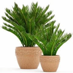 Saksıda Cycas Sikas Ağacı