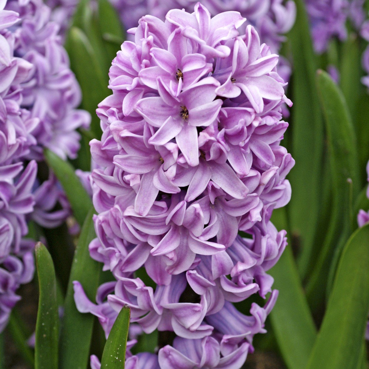 Splendid Cornelia Yoğun Kokulu Lilac Sümbül Soğanı (3 adet)