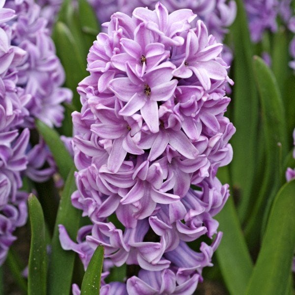 Splendid Cornelia Yoğun Kokulu Lilac Sümbül Soğanı (3 adet)