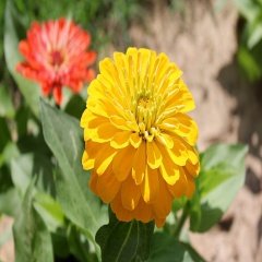 Sarı Zinnia Kirli Hanım Çiçeği Tohumu -40 Adet