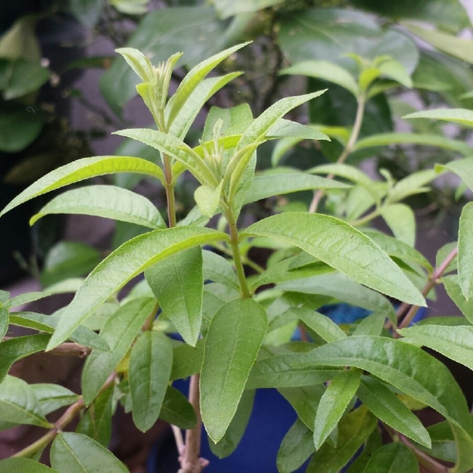 Tüplü Kokulu Limon Otu Melisa Fidanı
