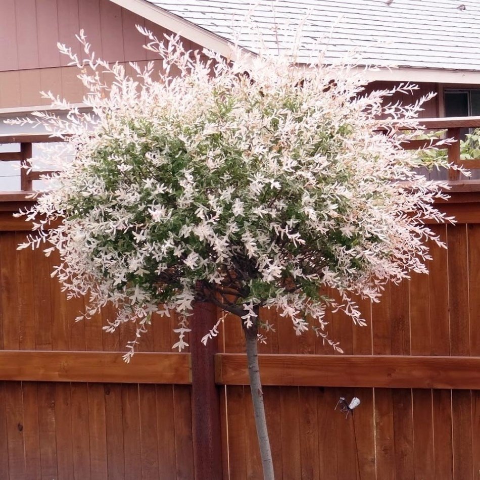 Tüplü Salix İntegra Japon Söğüdü Fidanı