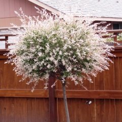 Tüplü Salix İntegra Japon Söğüdü Fidanı