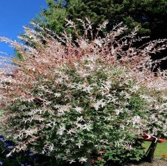 Tüplü Salix İntegra Japon Söğüdü Fidanı
