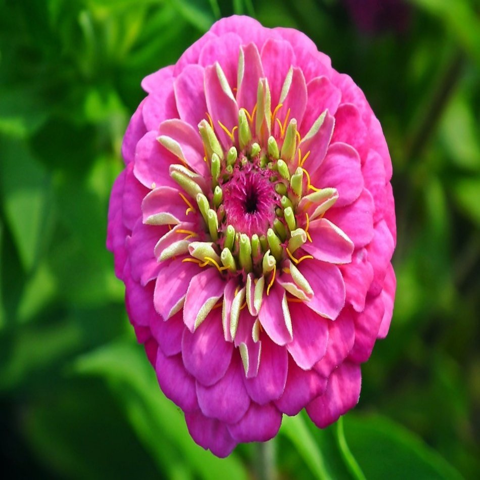 Pink Zinnia Kirli Hanım Çiçeği Tohumu -40 Adet