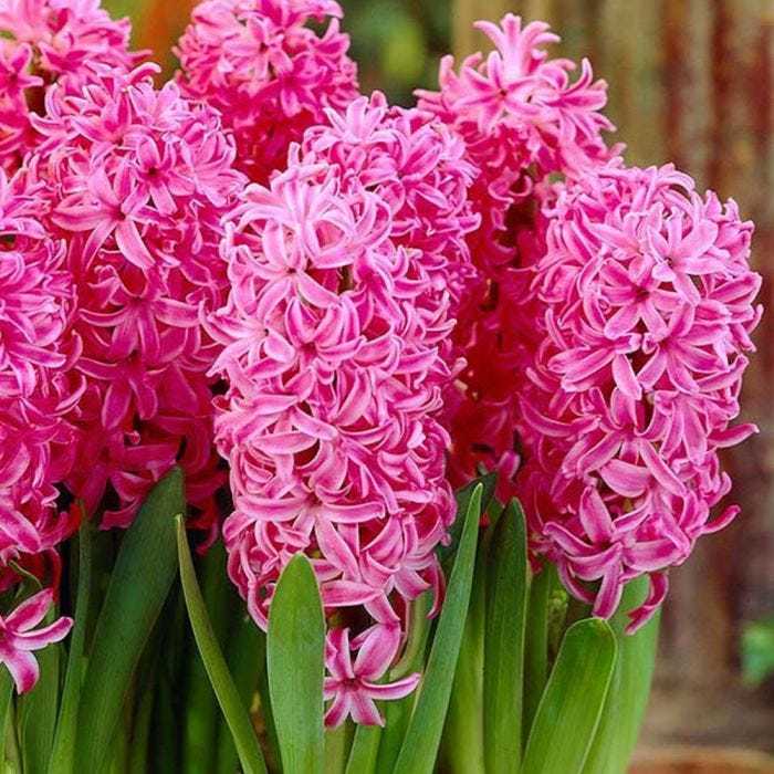 Anna Liza Yoğun Kokulu Pink Sümbül Soğanı (3 adet)