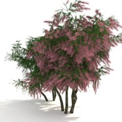 Tüplü Pembe Çiçekli Ilgın Ağacı Fidanı