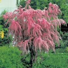 Tüplü Pembe Çiçekli Ilgın Ağacı Fidanı