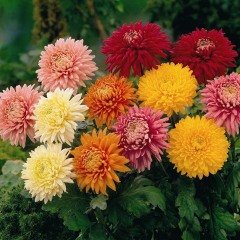 Karışık Krizantem Zinnia Kirli Hanım Çiçeği Tohumu -140 Adet