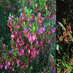 Tüplü Kıbrıs Çalısı Fidanı (Dodonaea Viscosa )