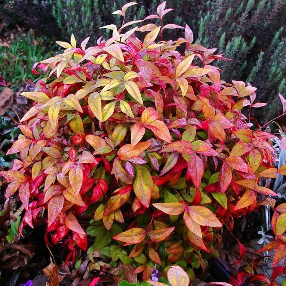 Tüplü Cennet Bambusu Fidanı (Nandina Domestica)