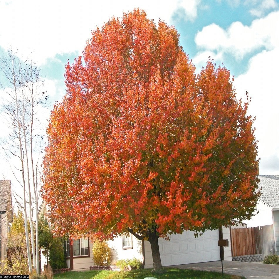 Tüplü Süs Armudu Fidanı (Pyrus Calleryana)