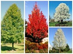 Tüplü Süs Armudu Fidanı (Pyrus Calleryana)