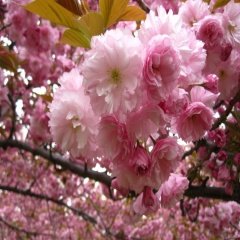 Tüplü Japon Kanzan Katmerli Çiçekli Süs Kirazı Fidanı