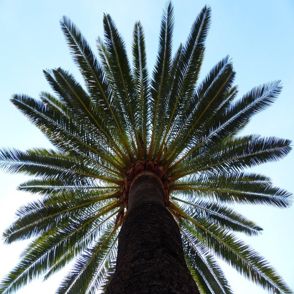 KANARYA ADALARI HURMASI (PHOENIX CANARIENSIS) AĞACI TOHUMU-2 ADET