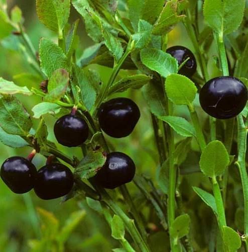 Tüplü Doğal Bilberry Yaban Mersini Fidanı