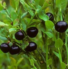 Tüplü Doğal Bilberry Yaban Mersini Fidanı