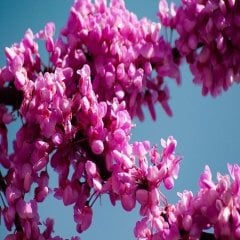 Pembe Çiçekli Erguvan Ağacı Tohumu -1000 Adet