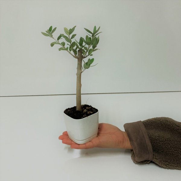 Bonsai Serisi Özel Üretim White Lüks Saksıda Hediyelik Zeytin Fidanı Ücretsiz Kargo İle