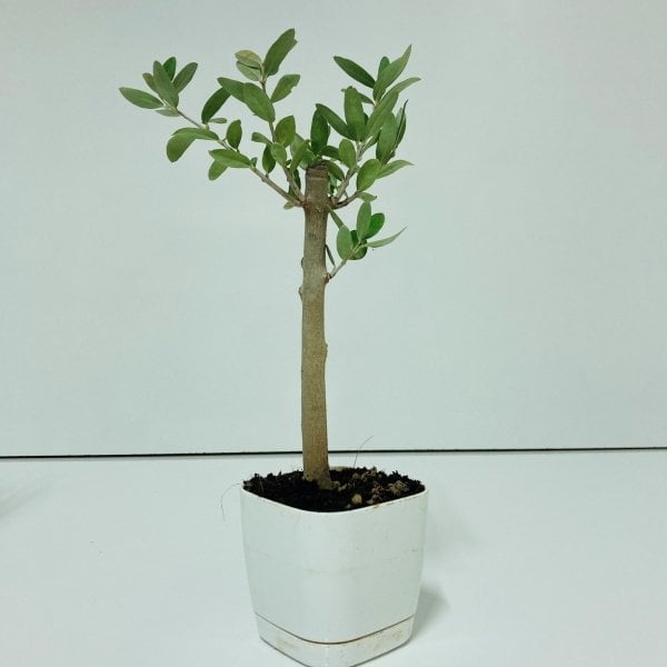 Bonsai Serisi Özel Üretim White Lüks Saksıda Hediyelik Zeytin Fidanı Ücretsiz Kargo İle