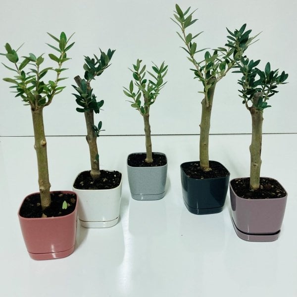 Bonsai Serisi Özel Üretim White Lüks Saksıda Hediyelik Zeytin Fidanı Ücretsiz Kargo İle