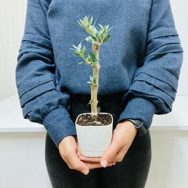 Bonsai Serisi Özel Üretim White Lüks Saksıda Hediyelik Zeytin Fidanı Ücretsiz Kargo İle