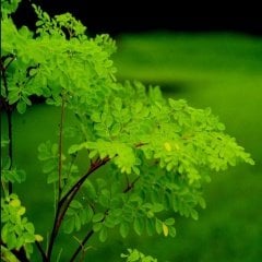 Tüplü Moringa Ağacı Fidanı (60-120 Cm)