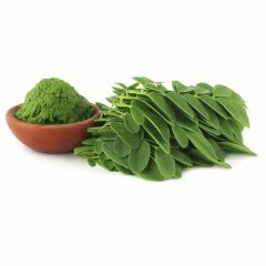 Tüplü Moringa Ağacı Fidanı (60-120 Cm)