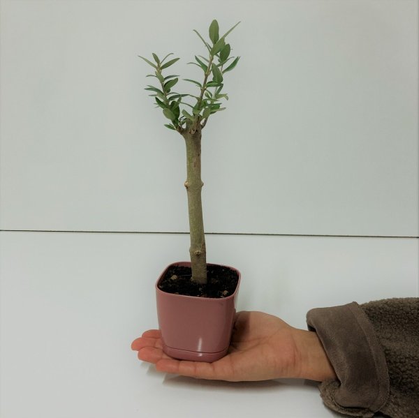 Bonsai Serisi Özel Üretim Pink Lüks Saksıda Hediyelik Zeytin Fidanı Ücretsiz Kargo İle