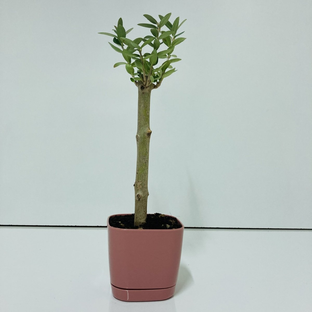 Bonsai Serisi Özel Üretim Pink Lüks Saksıda Hediyelik Zeytin Fidanı Ücretsiz Kargo İle