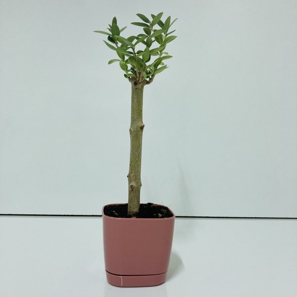 Bonsai Serisi Özel Üretim Pink Lüks Saksıda Hediyelik Zeytin Fidanı Ücretsiz Kargo İle