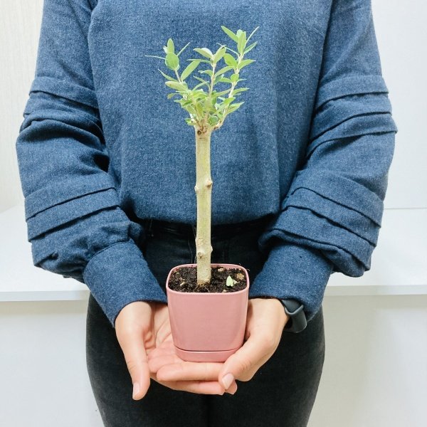 Bonsai Serisi Özel Üretim Pink Lüks Saksıda Hediyelik Zeytin Fidanı Ücretsiz Kargo İle