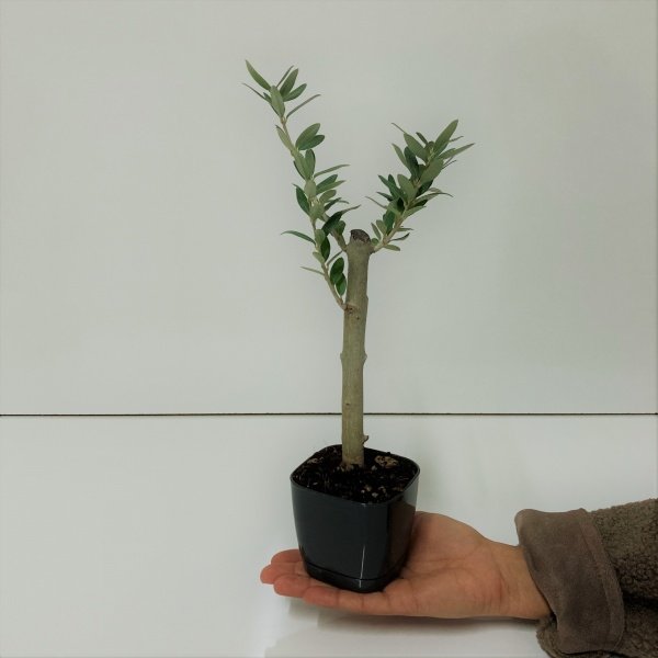 Bonsai Serisi Özel Üretim Black Lüks Saksıda Hediyelik Zeytin Fidanı Ücretsiz Kargo İle