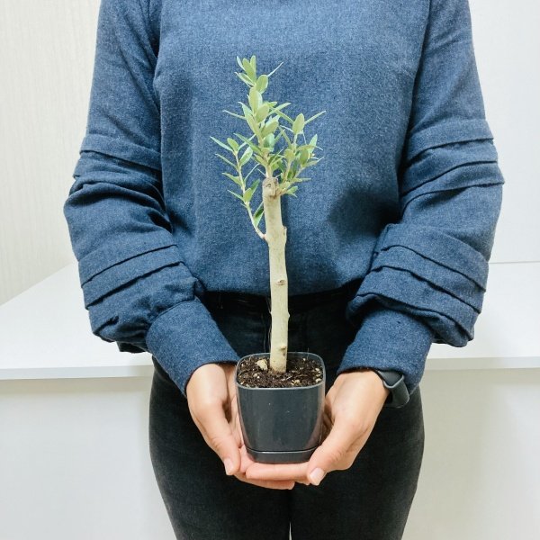 Bonsai Serisi Özel Üretim Black Lüks Saksıda Hediyelik Zeytin Fidanı Ücretsiz Kargo İle