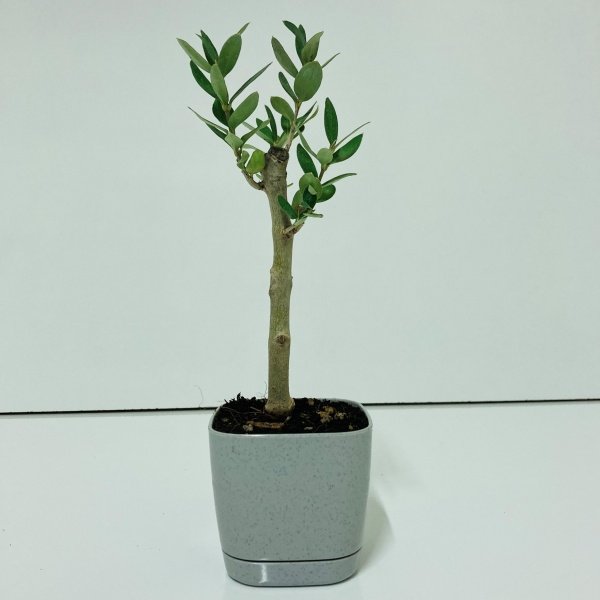 Bonsai Serisi Özel Üretim Grey Lüks Saksıda Hediyelik Zeytin Fidanı Ücretsiz Kargo İle