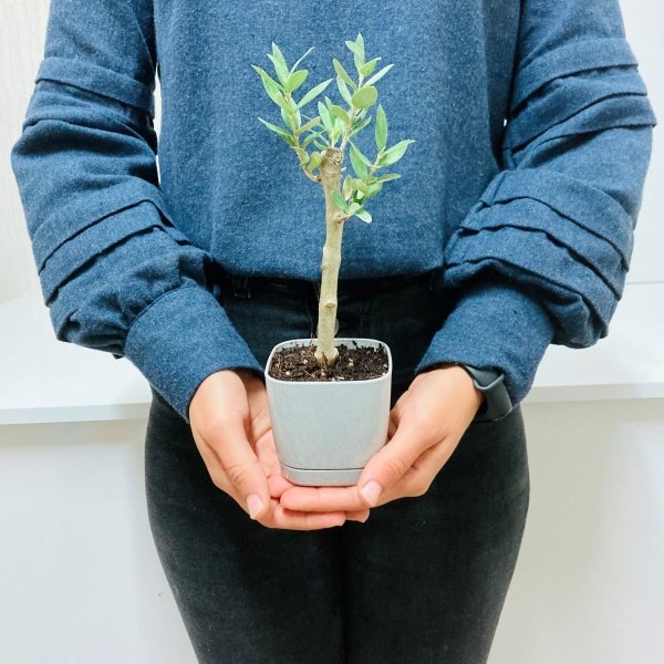 Bonsai Serisi Özel Üretim Grey Lüks Saksıda Hediyelik Zeytin Fidanı Ücretsiz Kargo İle