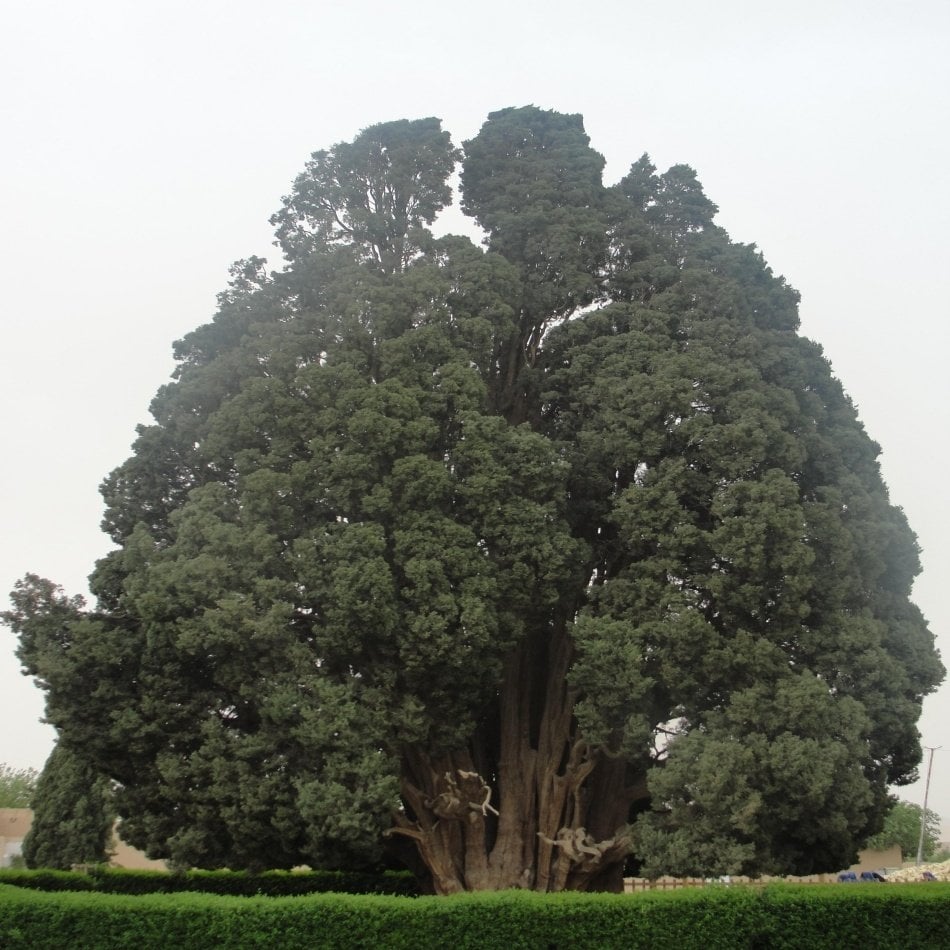 Halep Çamı (PINUS HALEPENSIS) Ağacı Tohumu -10 Adet