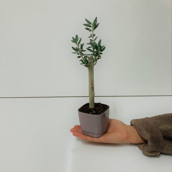 Bonsai Serisi Özel Üretim Purple Lüks Saksıda Hediyelik Zeytin Fidanı Ücretsiz Kargo İle