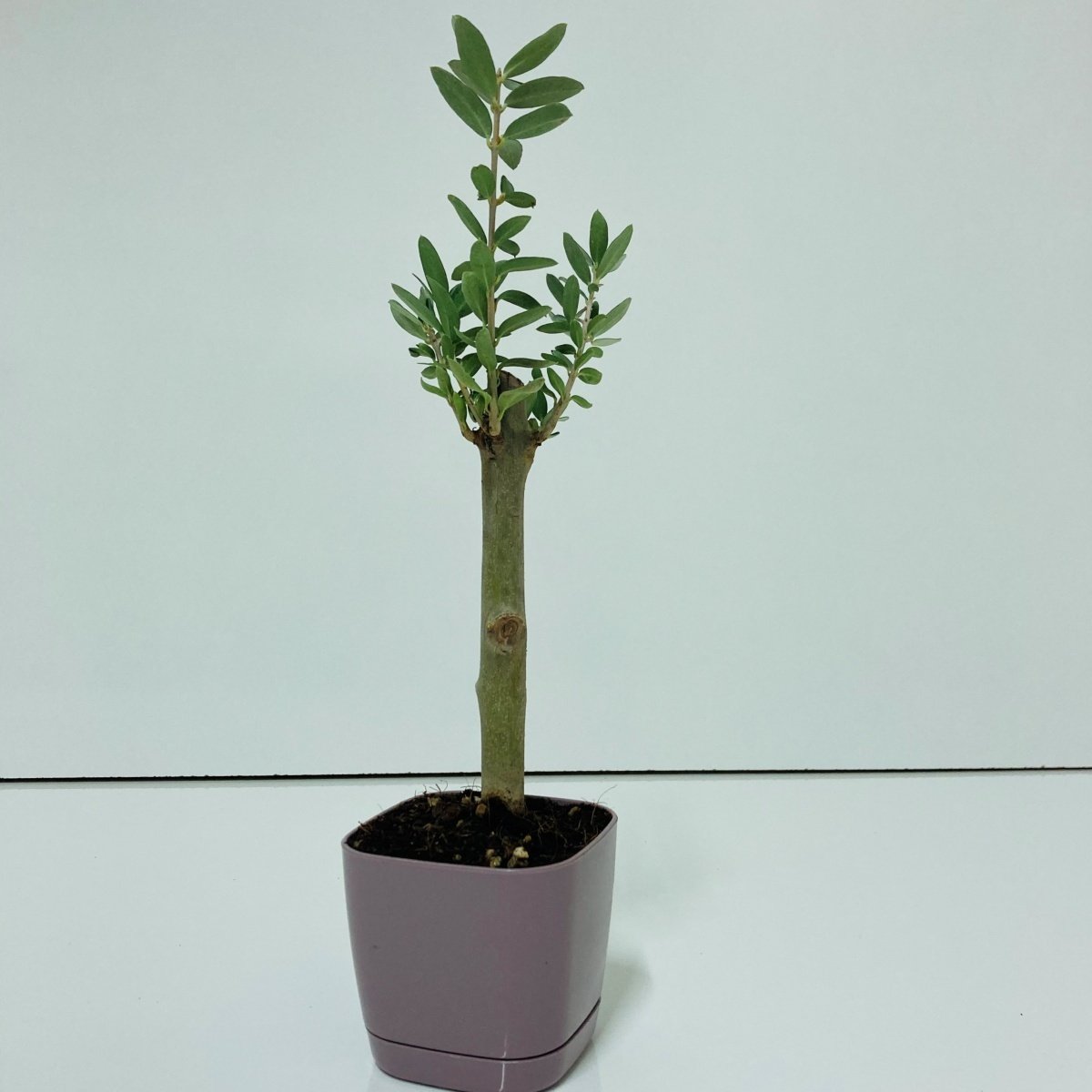Bonsai Serisi Özel Üretim Purple Lüks Saksıda Hediyelik Zeytin Fidanı Ücretsiz Kargo İle