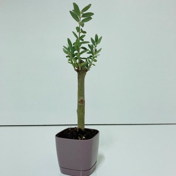 Bonsai Serisi Özel Üretim Purple Lüks Saksıda Hediyelik Zeytin Fidanı Ücretsiz Kargo İle