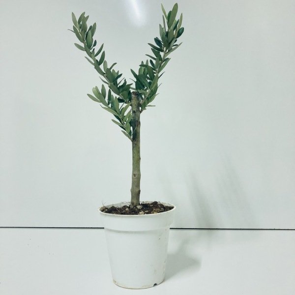 Bonsai Serisi Özel Üretim Beyaz Orta Boy Saksıda Hediyelik Zeytin Fidanı Ücretsiz Kargo İle