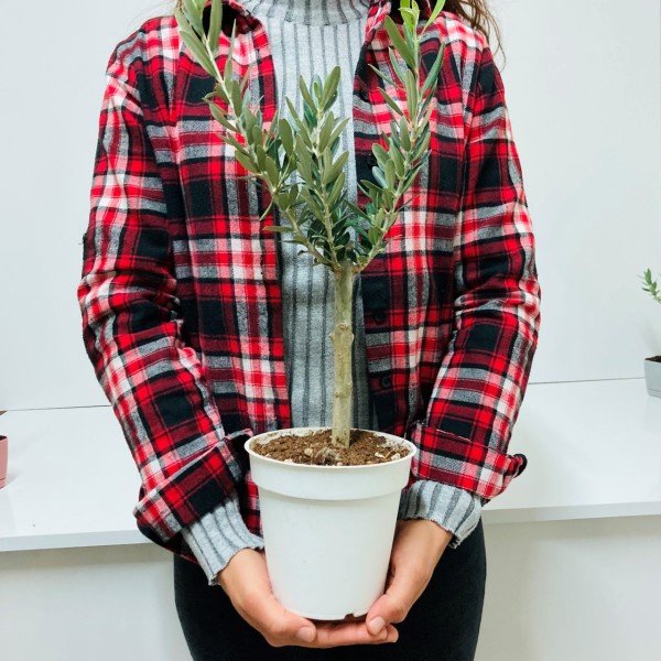 Bonsai Serisi Özel Üretim Beyaz Orta Boy Saksıda Hediyelik Zeytin Fidanı Ücretsiz Kargo İle